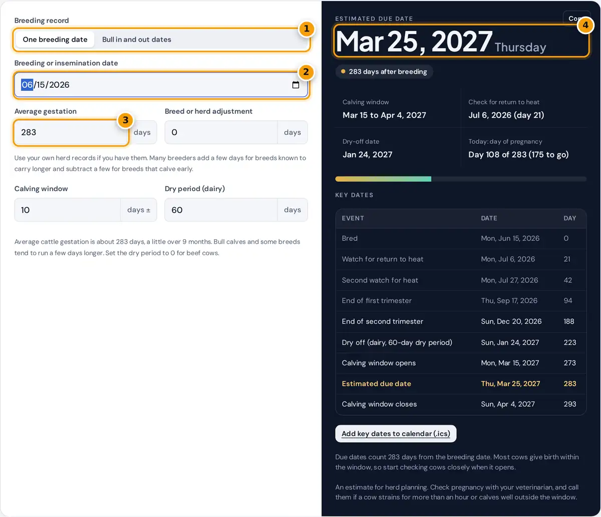How to use the cow gestation calculator: enter breeding date and gestation, read the calving date