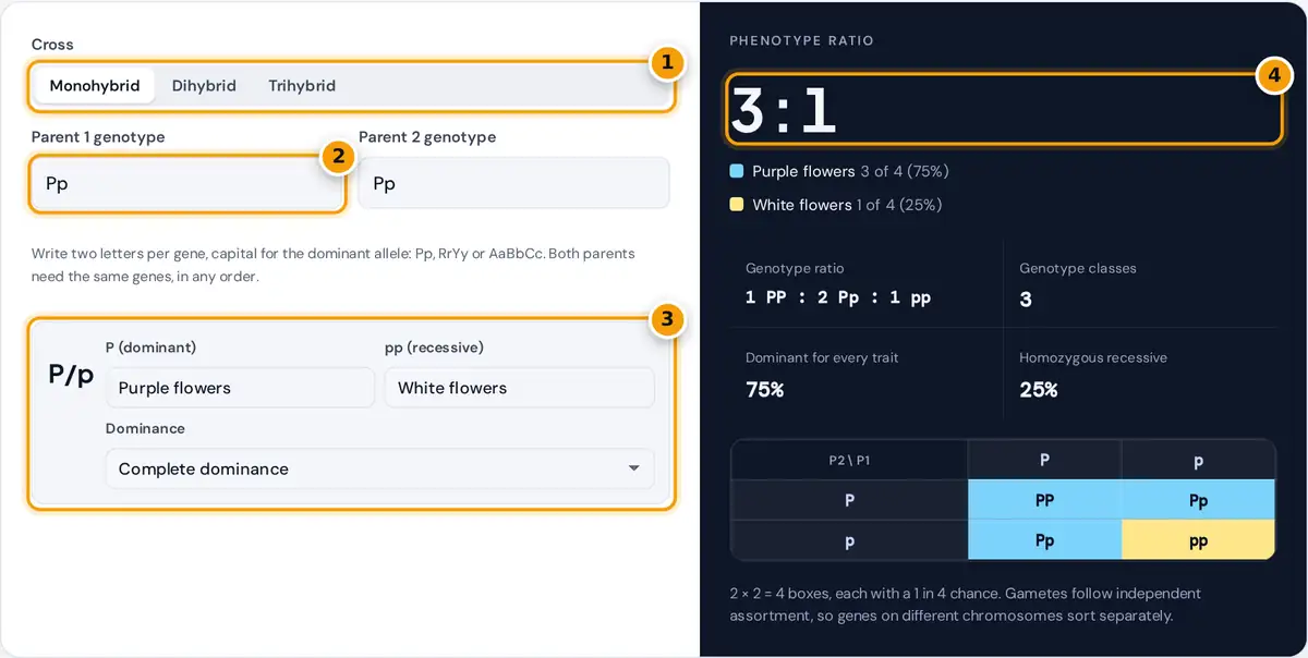 How to use the Punnett Square Calculator: enter genotypes, name traits, choose dominance and read the ratios