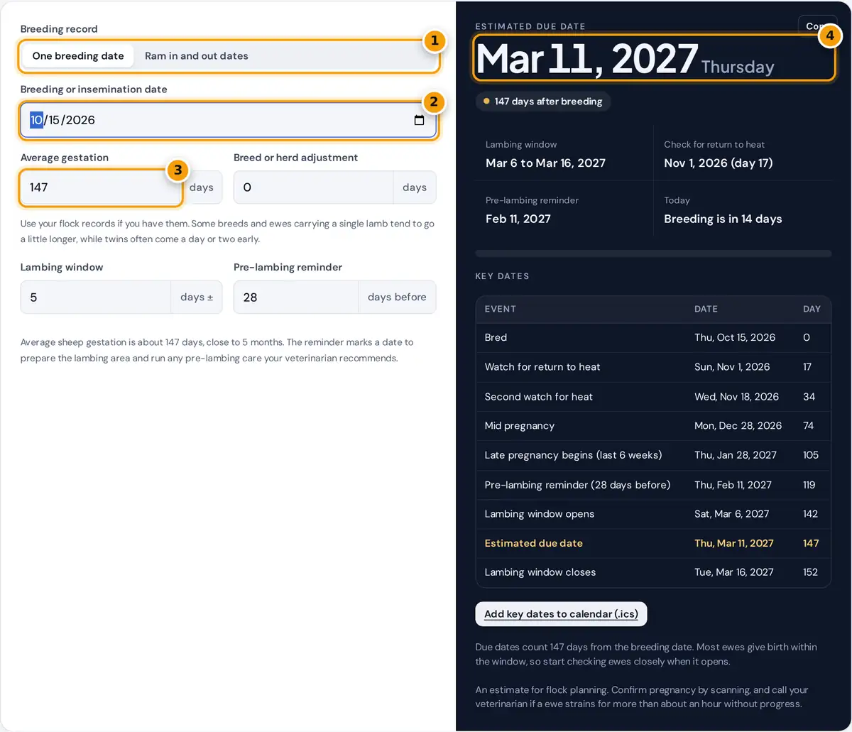 How to use the sheep gestation calculator: enter the breeding date, read the lambing date and window